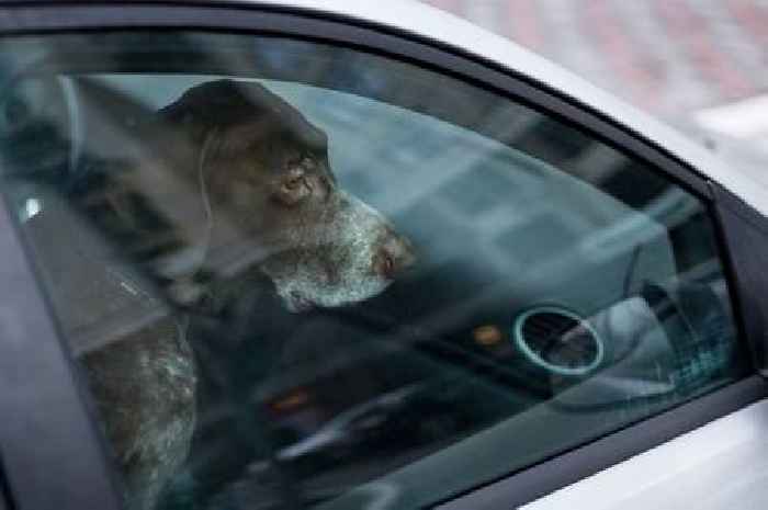 Two dogs die after being found in car 'in distress due to hot weather' as man and woman reported