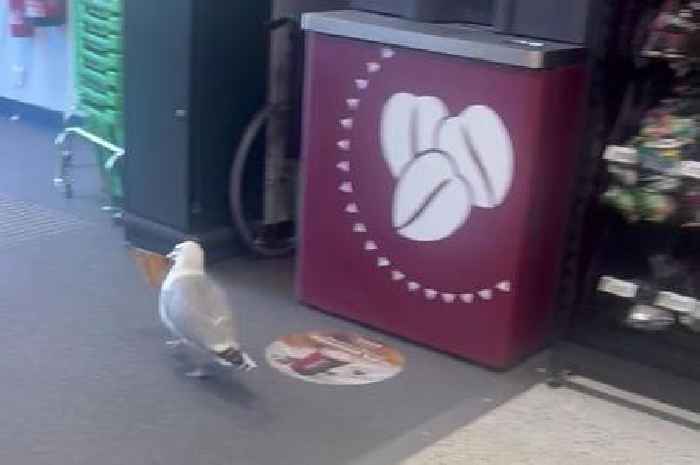 'Absolute menace' seagull walks out of Asda with a whole sandwich