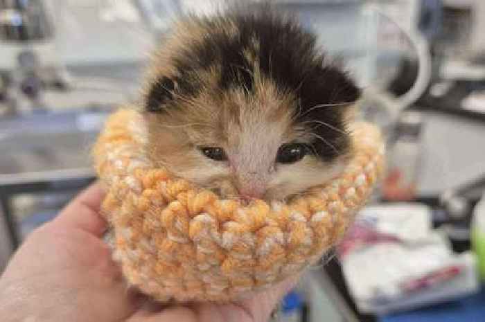 Charity makes desperate plea after death of four kittens