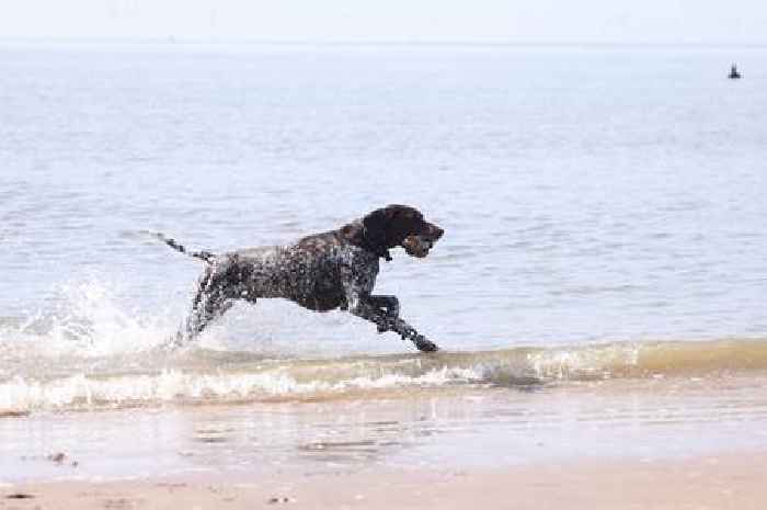 Essential 12 tips to keep your dog safe during heatwave