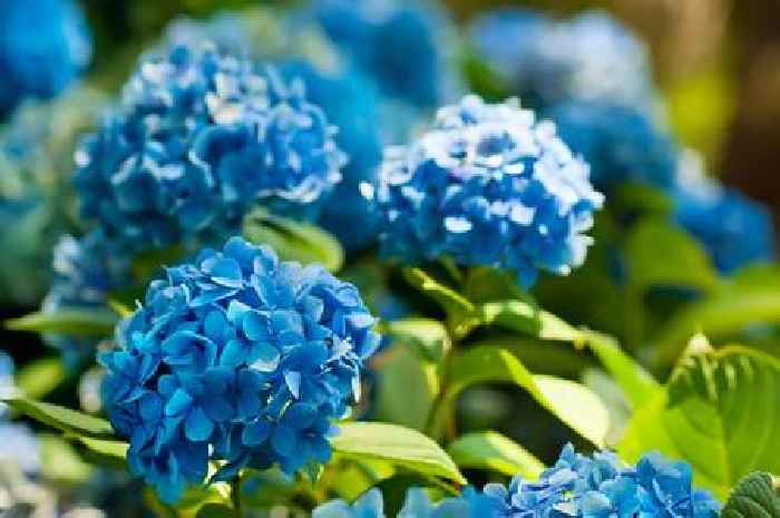 Hydrangeas will grow bigger flowers if fed one scrap that can turn blooms blue
