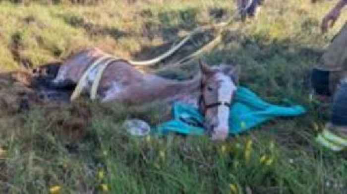 Firefighters rescue escaped horse trapped in bog