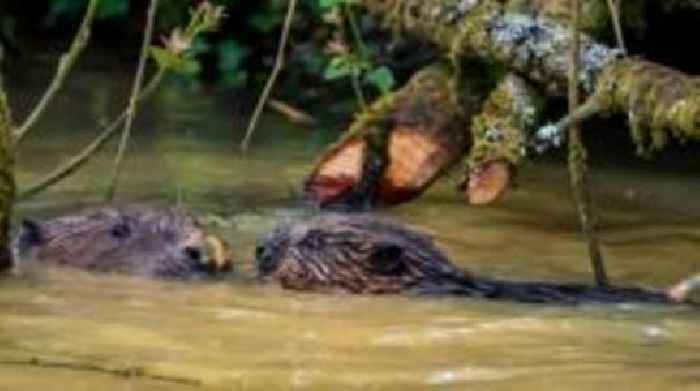 Two baby beavers born as part of wildlife project