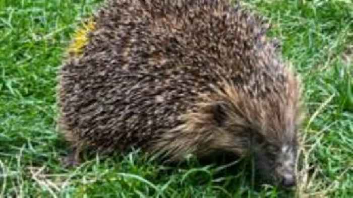 Rescuer asks for help to keep hedgehogs hydrated