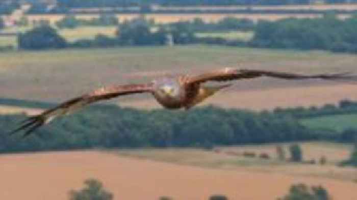 Watch: Red kite glides over fields in drone video