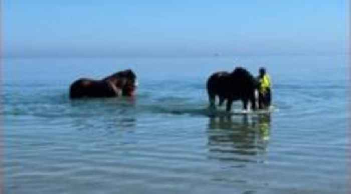 Horses cool off in sea on trip to the beach