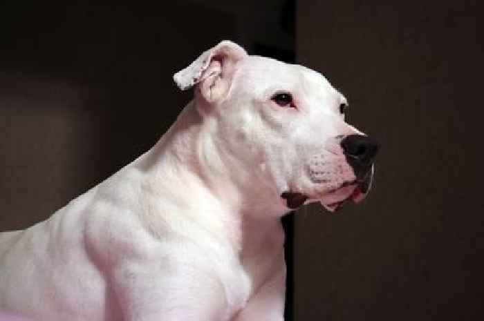 Dogs that new owners 'should avoid' including 'deceiving' breed