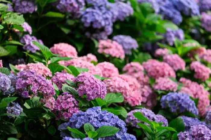 Three plants to put next to hydrangeas to make them 'thrive' this summer