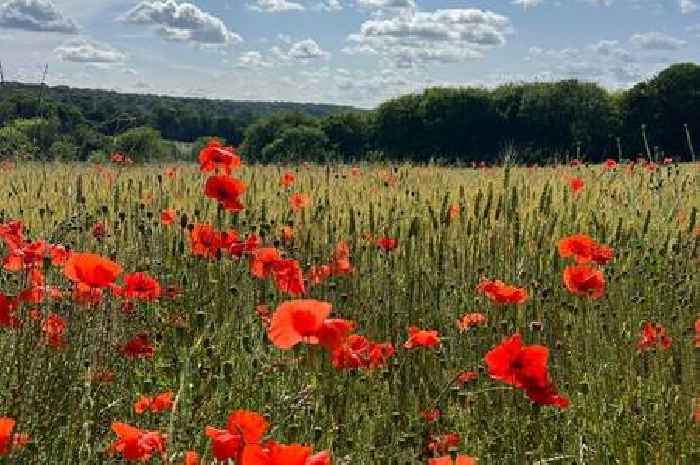 Surrey mum's Instagram page takes off as she snaps gorgeous nature photos on her iPhone