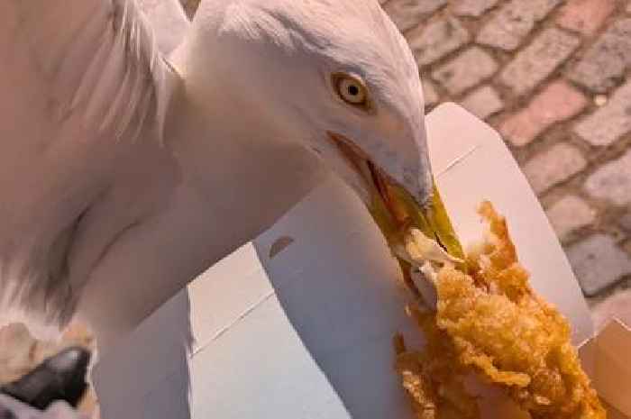 Scot travelled seven hours for famous fish supper before it was gulped by seagull
