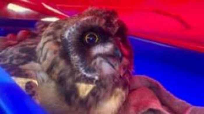 Rare owl rescued from back garden miles from home