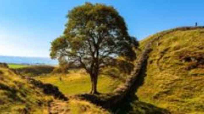 Sycamore Gap tree: The story so far