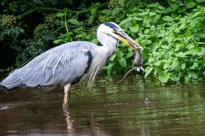 Heron photographed catching huge rat and eating it whole