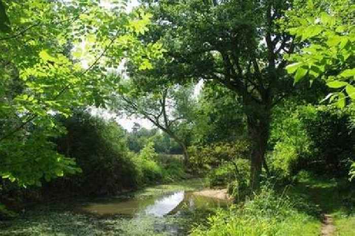 The ancient Essex woodland brimming with flowers and towering trees