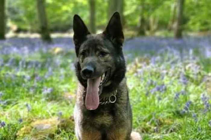Police 'heartbroken' after dog dies just year after half-brother died on duty