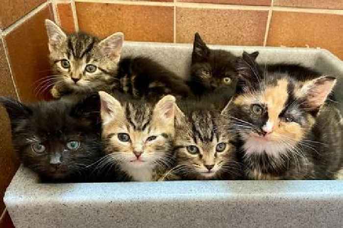 Six kittens dumped in rubbish tip named after Friends TV characters