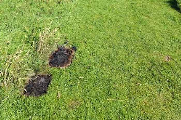 Staff 'very disappointed' after disposable BBQs lit at historic Scots battlefield