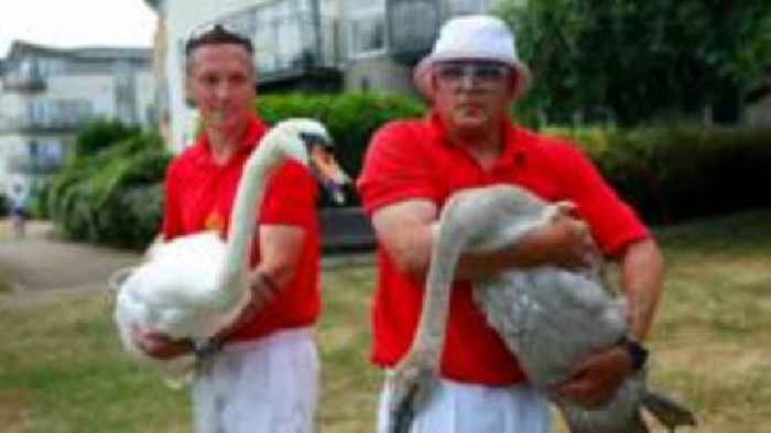Annual swan upping census carried out