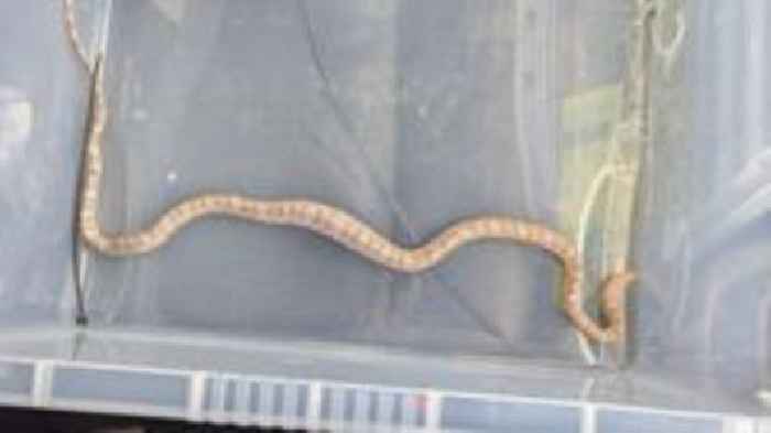Stray snake found in Greenwich fish and chip shop