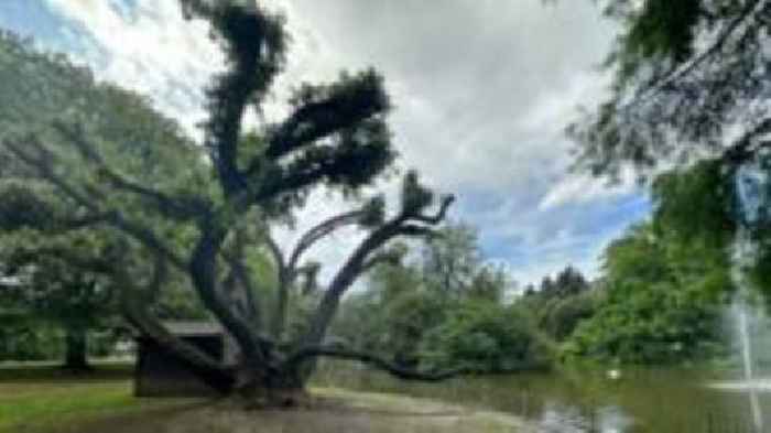 Council announces removal of Victorian oak tree