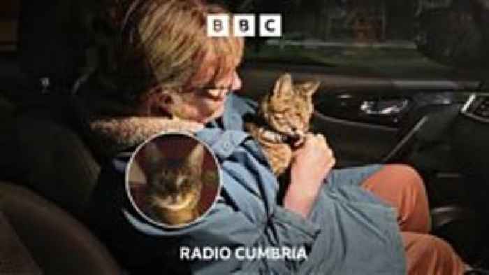 The Borrowdale cat kidnap mystery
