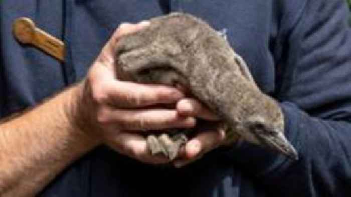 Penguin chicks introduced to outdoor enclosure