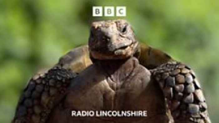 The secret emotional life of tortoises