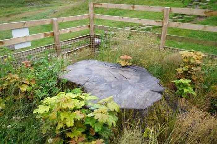 Man who cut down Sycamore Gap tree finally says why he did it