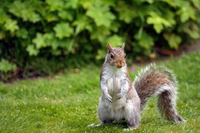 Squirrels will 'run away from' your garden if you plant three plants they 'hate'