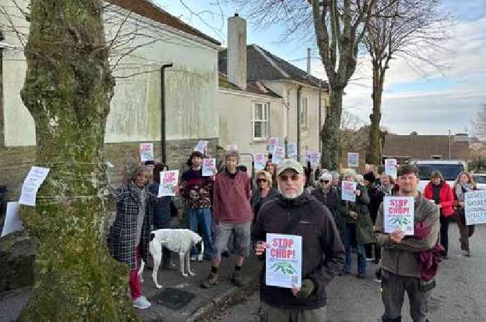 Cornwall Council finally reveals why much-loved trees have to be chopped down