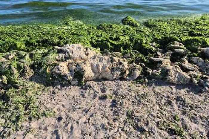 Par beach like 'Great Barrier Reef of seaweed and sewage'