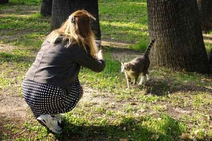 Only truly 'clever' people can spot hidden cat in 'creepy' optical illusion