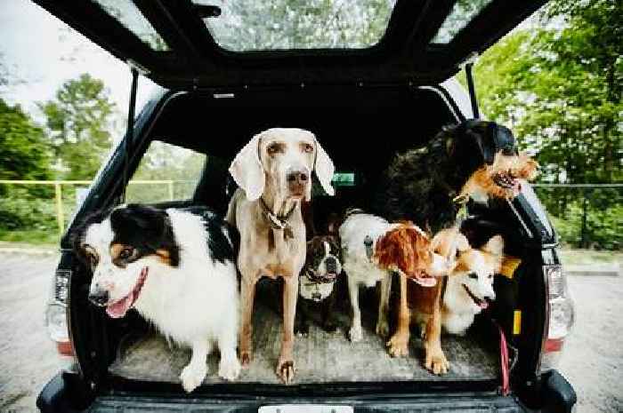 Vet shares 'five healthiest dog breeds with the lowest bills'