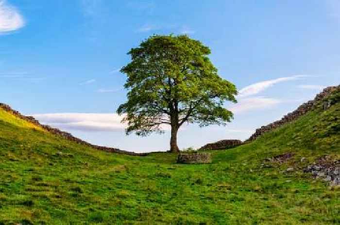 What happened to the Sycamore Gap Tree as pair of fellers to be sentenced today