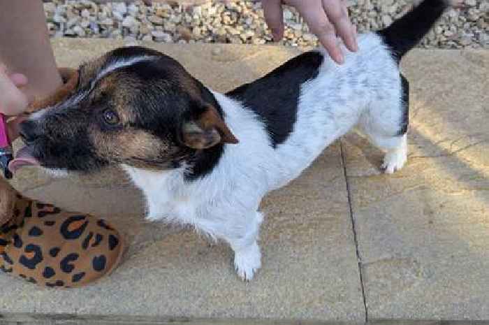 Disturbing CCTV captures dog owner drop then repeatedly hit Jack Russell Terrier