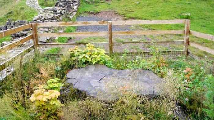 Sycamore Gap tree stump 'showing signs of life' as men face sentencing for felling landmark