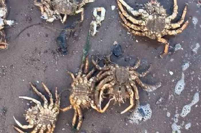 Hundreds of huge dead crabs wash up on beach in 'unsettling' sight