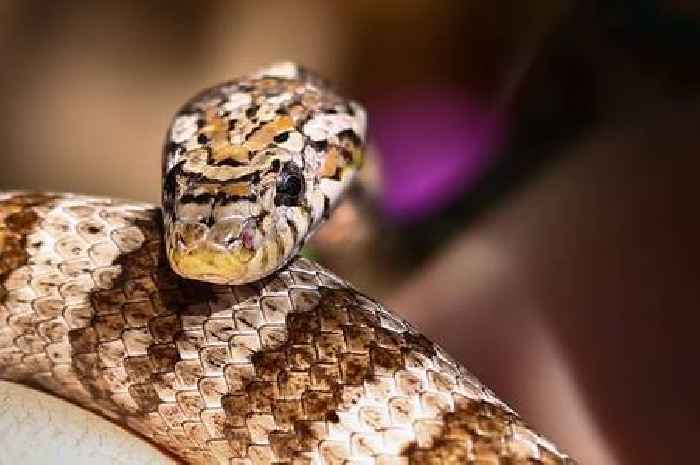 RSPCA issues snakes warning and urges people to 'be extra vigilant'