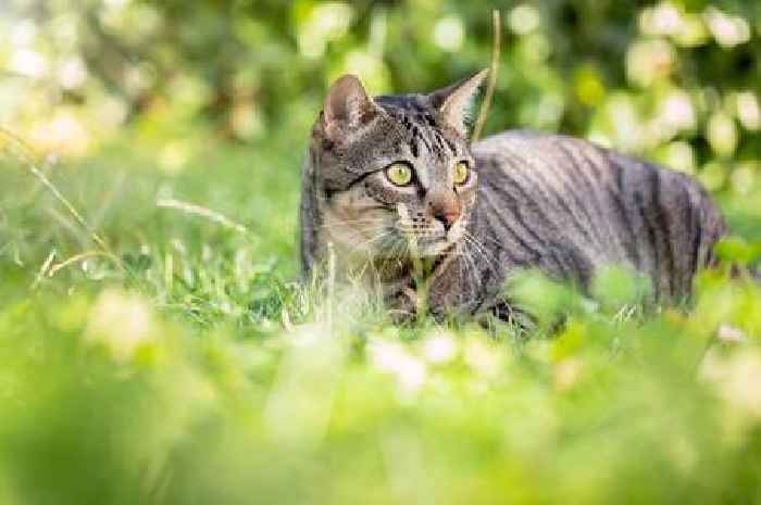 Cats avoid using gardens if you put out 3 scraps they 'absolutely hate'