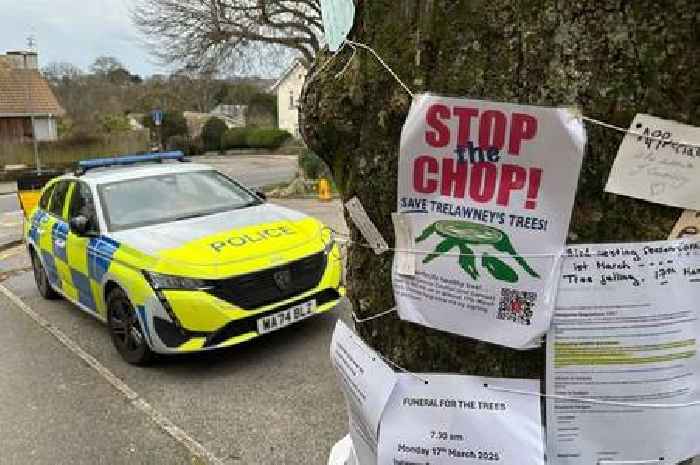 Protesters warn that no street trees in Cornwall are safe, following council decision