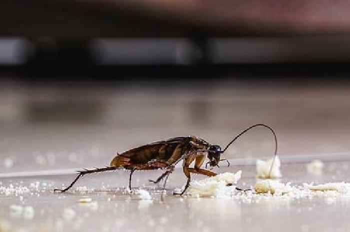 Croydon takeaway shut temporarily over cockroach infestation and 'strong smell of urine'