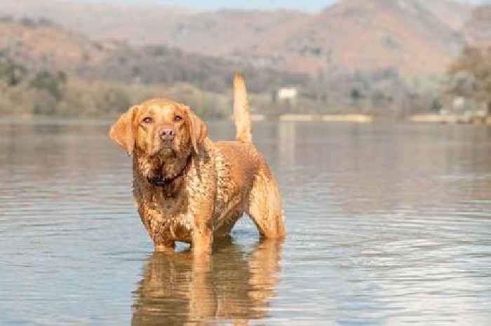 'I'm a dog expert - owners should be aware of hidden risk for pets who like swimming'