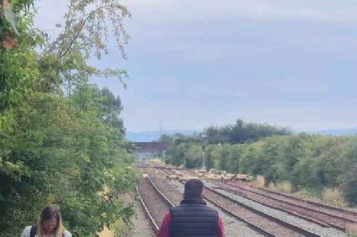 Live: Trains between Bristol and Taunton delayed due to sheep on the tracks
