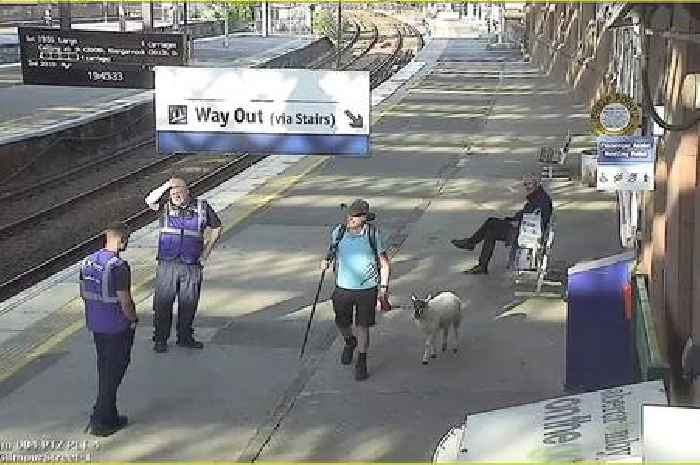 Man seen casually walking sheep on a lead at Paisley train station