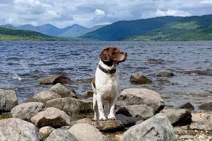 Urgent warning to dog owners of hidden hazard in Scottish lochs this summer