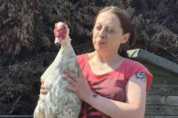 Bitter neighbourly row breaks out over pet ducks 'bombarding cars with poo'