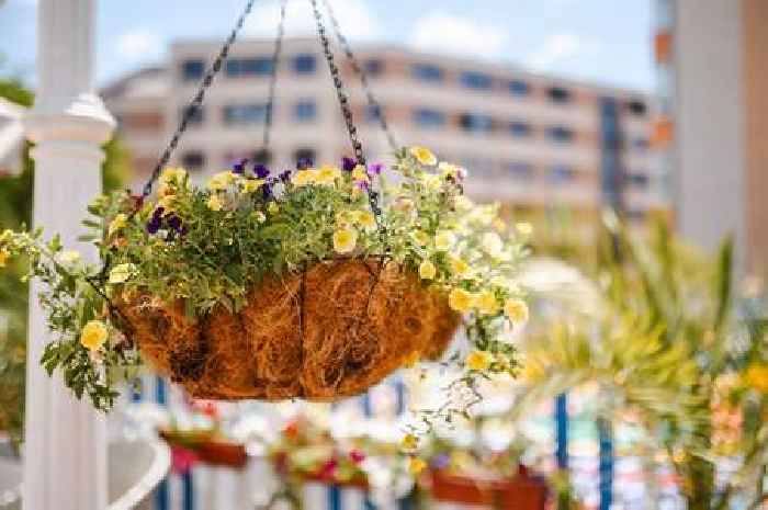 Simple 10-second weekly task will keep hanging basket flowers healthy in summer