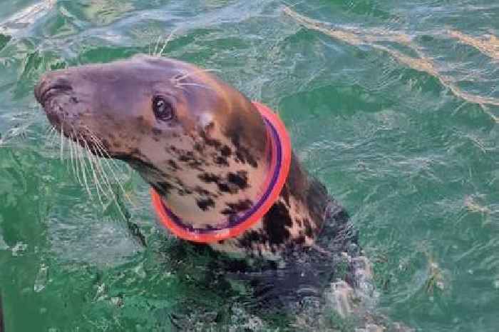 Call for the ban of plastic flying ring frisbees in Cornwall