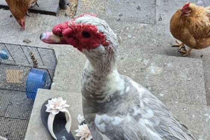 Bitter row erupts over pet ducks 'c****ing over neighbour's car'