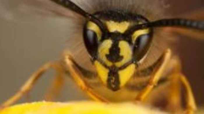Wasps are back this summer – a lot of them